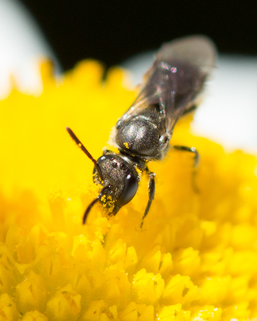 New Zealand Sweat Bee