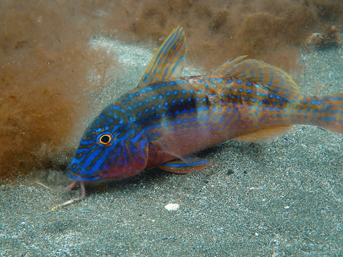 Goatfish