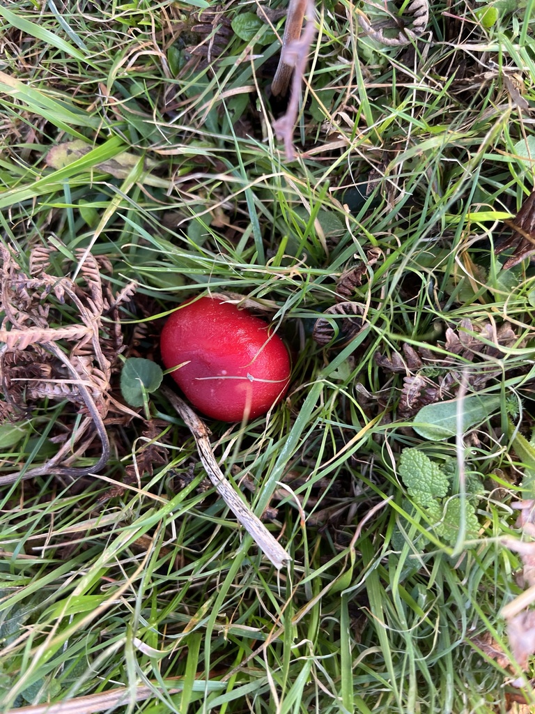 Hygrocybe coccinea · December 2025 · photo: © chobey (iNaturalist, cc0)