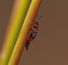 Carphurus longicollis