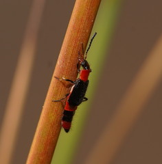 Carphurus longicollis