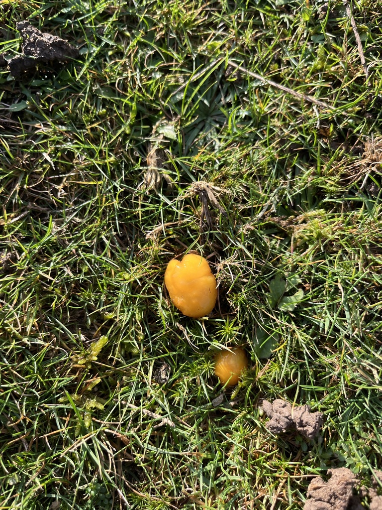 Hygrocybe ceracea · December 2025 · photo: © chobey (iNaturalist, cc0)