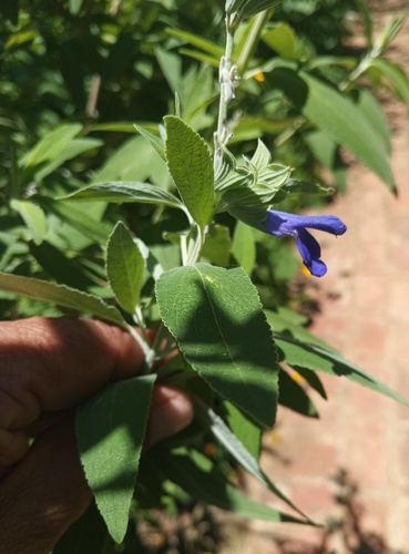 Bolivian lace leaf sage (Salvia retinervia)
