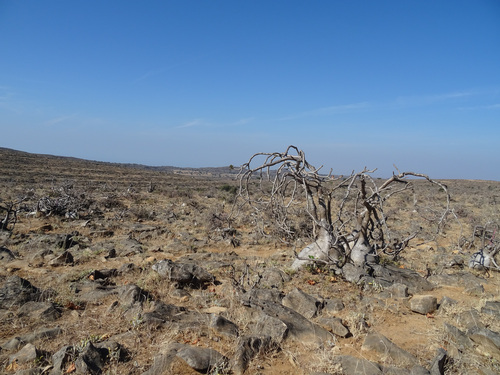 Adenium dhofarense