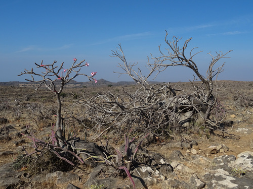 Adenium dhofarense