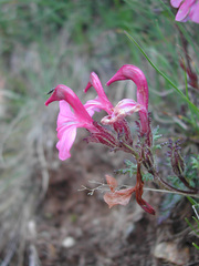 Pedicularis kerneri