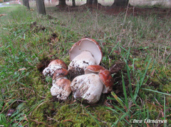 Boletus edulis grandedulis