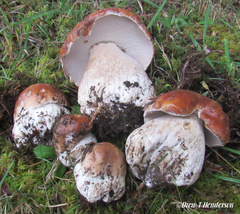Boletus edulis grandedulis