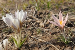 Crocus alatavicus