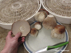 Boletus edulis grandedulis