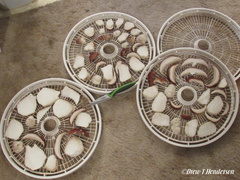 Boletus edulis grandedulis