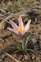 Crocus alatavicus