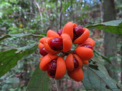 Pittosporum rubiginosum