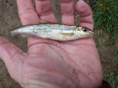 Erimystax dissimilis