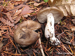 Lyophyllum loricatum