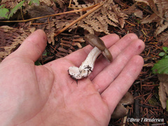 Lyophyllum loricatum