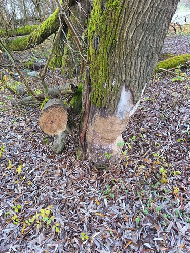 Eurasian Beaver