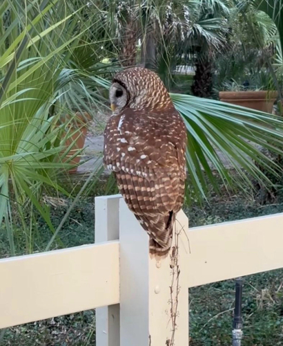 View observation of {o.common_name} on iNaturalist