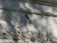 Podarcis muralis