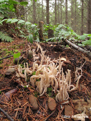 Alloclavaria purpurea