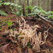 Clavaria fumosoides - Photo (c) Drew T Henderson, some rights reserved (CC BY-SA), uploaded by Drew T Henderson