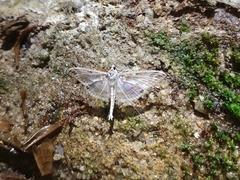Polythlipta