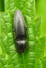 Melanotus brunnipes