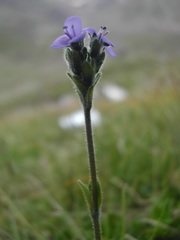 Veronica bellidioides
