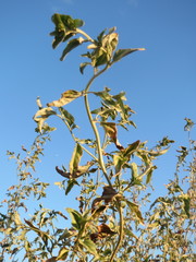 Atriplex sagittata