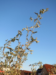 Atriplex sagittata
