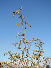 Atriplex sagittata