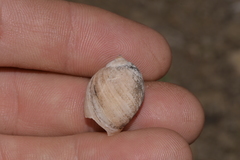 Bullastra lessoni