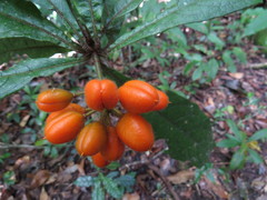 Pittosporum rubiginosum