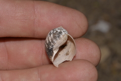 Bullastra lessoni