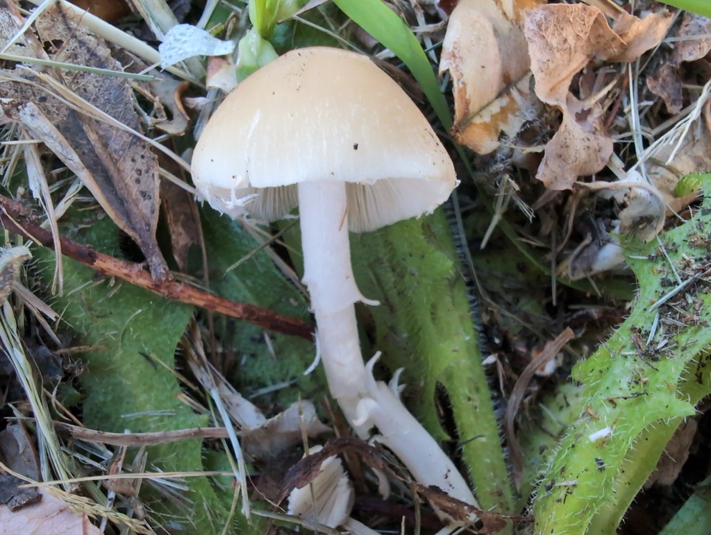 Candolleomyces candolleanus · December 2025 · photo: © tim-mcnamara (iNaturalist, cc0)