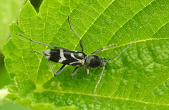 Chlorophorus figuratus
