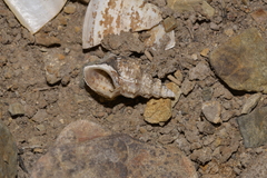 Plotiopsis balonnensis