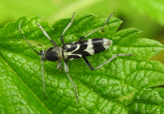 Chlorophorus figuratus