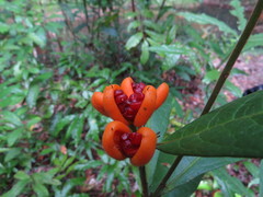 Pittosporum rubiginosum
