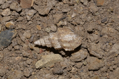 Plotiopsis balonnensis