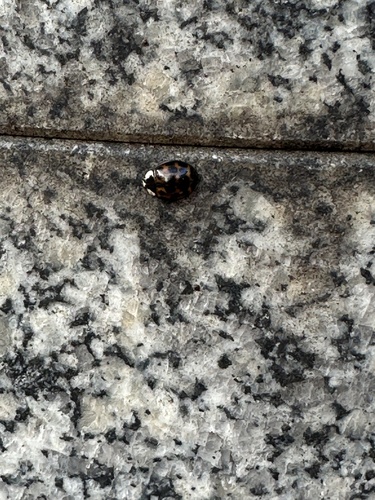 Asian Lady Beetle