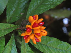 Pittosporum rubiginosum