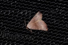 Mataeomera mesotaenia