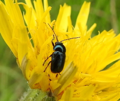Cryptocephalus violaceus