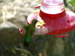 Eulampis holosericeus