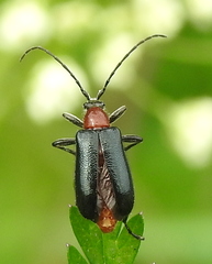 Dinoptera collaris