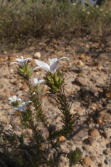 Roella spicata