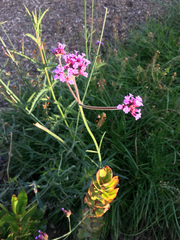 Verbena bonariensis