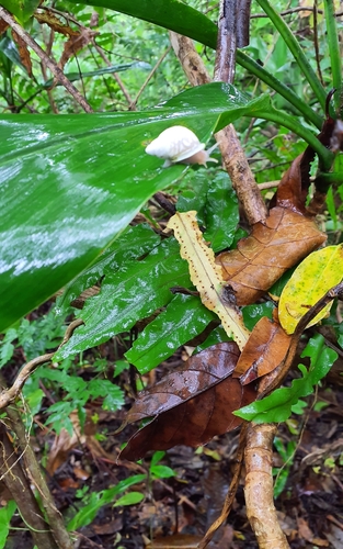 Eua zebrina observed 2024-10-10