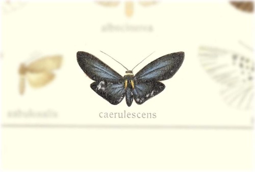 Syntomimorpha caerulescens
